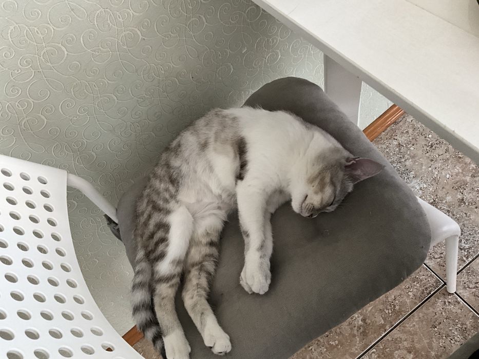 Кошечка Лапка 1 год