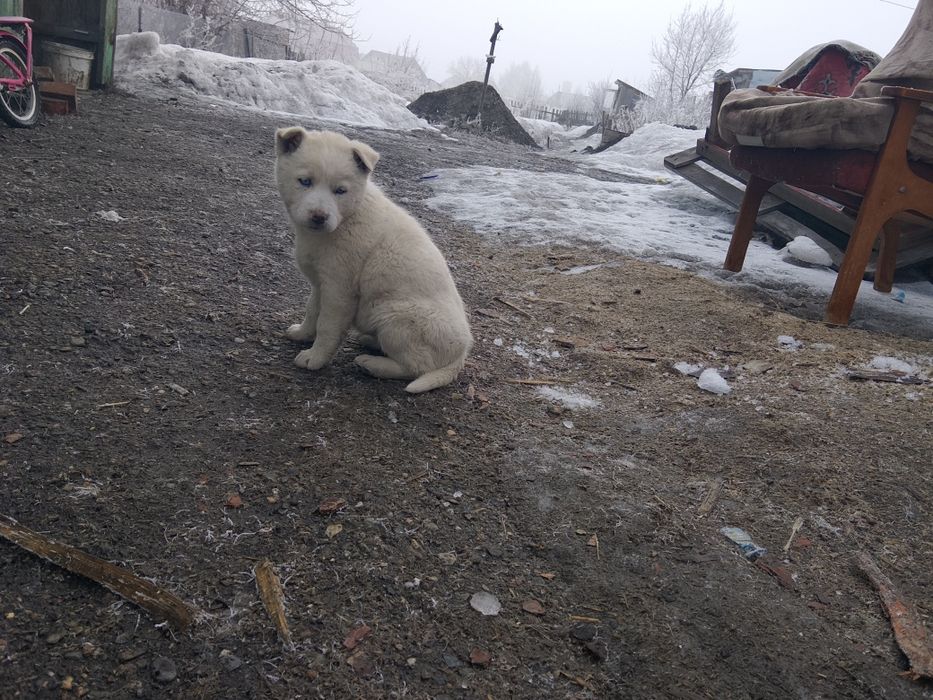 Щенки хаски галуба глази