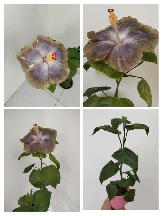 Сортовые и голландскиегибискусы