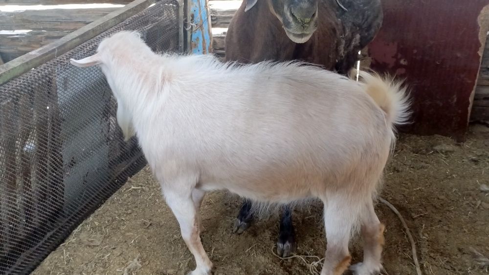 Продам козла 3-х годовалый.