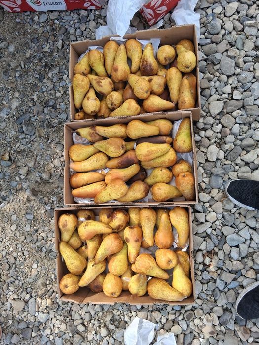 Vnd pere de tuica pret 3 lei kg copte/dulci