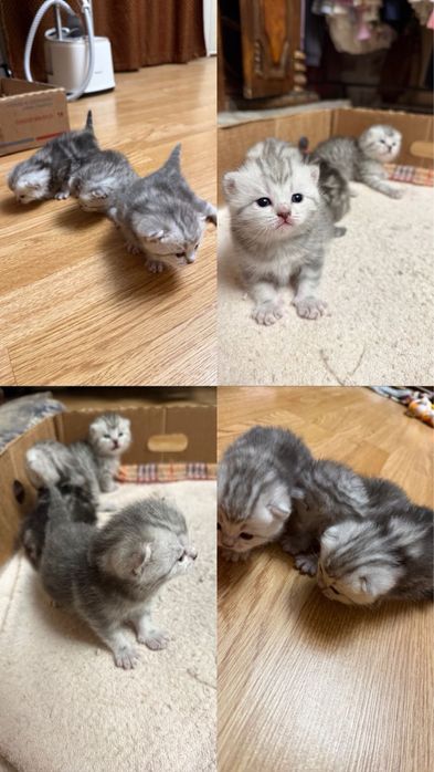 Котята шотландская вислоухоя