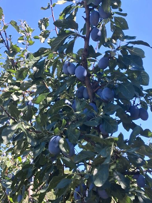 Prune mari și dulci