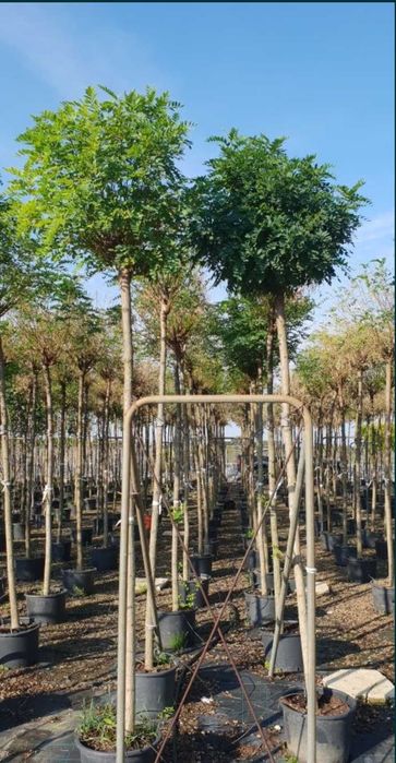 Robinia pseudoacacia