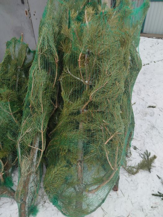 Ёлка от 4500т(ель ,сосна)