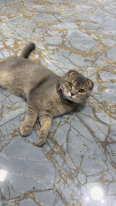 Mushukni uylantiramiz kelin kk soglom Mushuk.