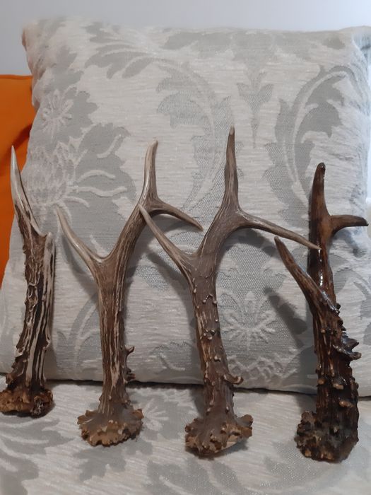 Еленови рога - различни размери