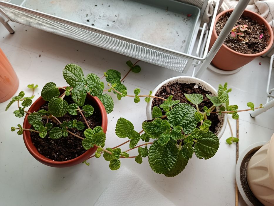 Комнатное растение. Пилея.