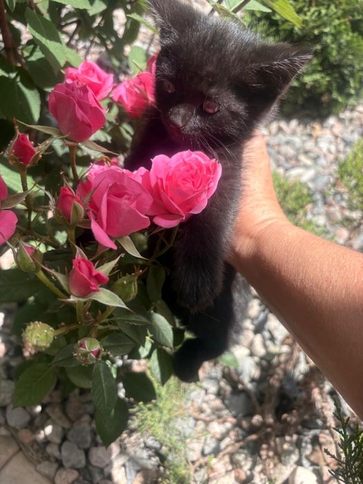 Отдам милых котят