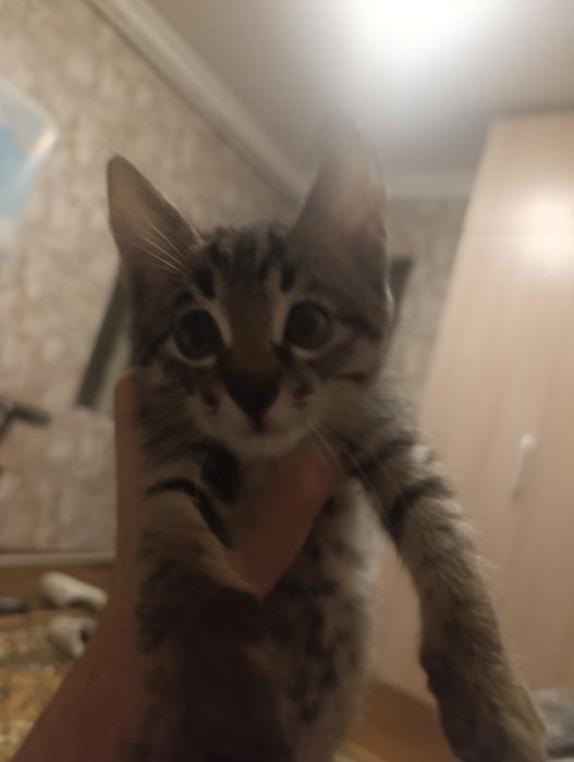 Ласковый котёнок в добрые руки + лоток в подарок