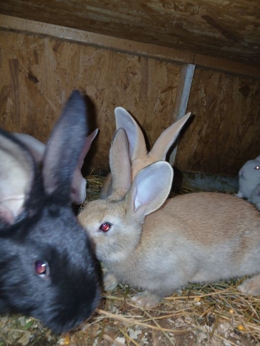 Vând iepuri hicole francez