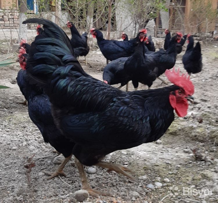 Quyon tovuq induk ordek va boshqa turdegi parranda goshtlarimiz bor