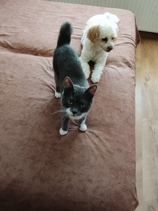 Pisica spre adoptie