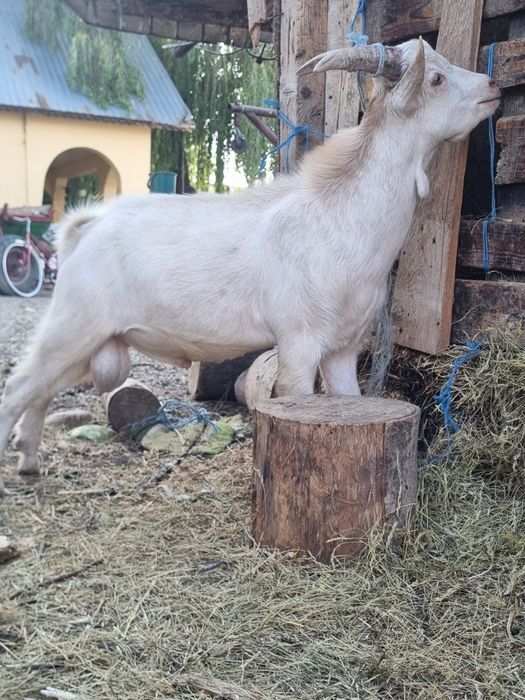 Vând țap zană bun de prăsilă !