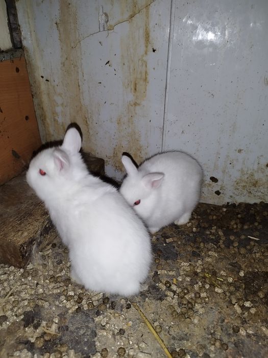 Кролики декоративные