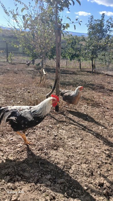 Vand gaini si cocosi de rasa