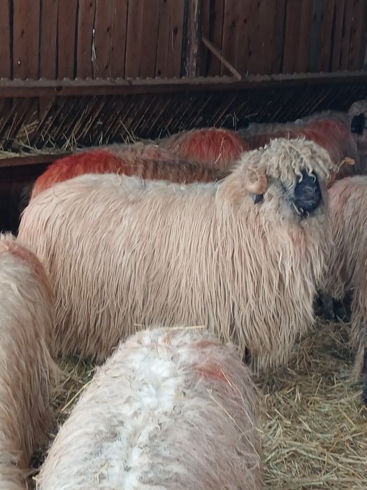 40 de oi cu miei si 10 carlane disponibile