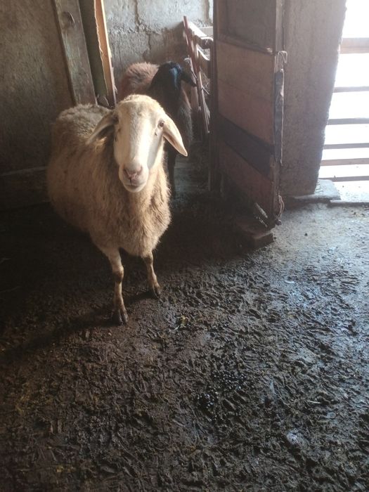 Семиз койлар сатылады бордакы