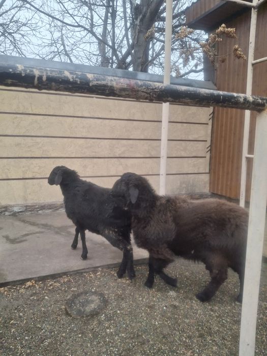 Тоқтылар бар семиз