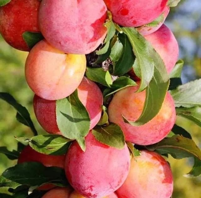 Pomi fructiferi columnari pe rod