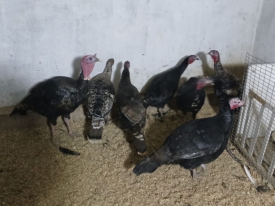 Индюки-Индюшки Гибриды