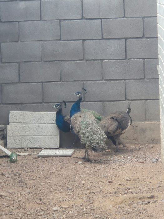 Продаю павлинов индийские 2 самец, 1самка