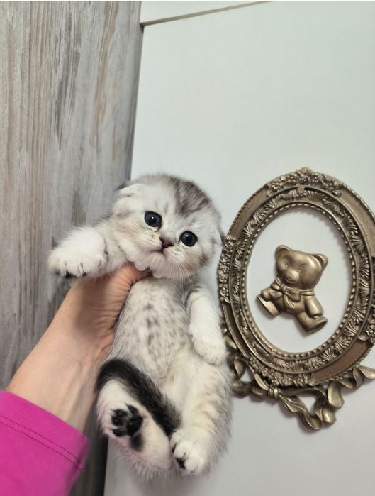 Котята от правильной вязки