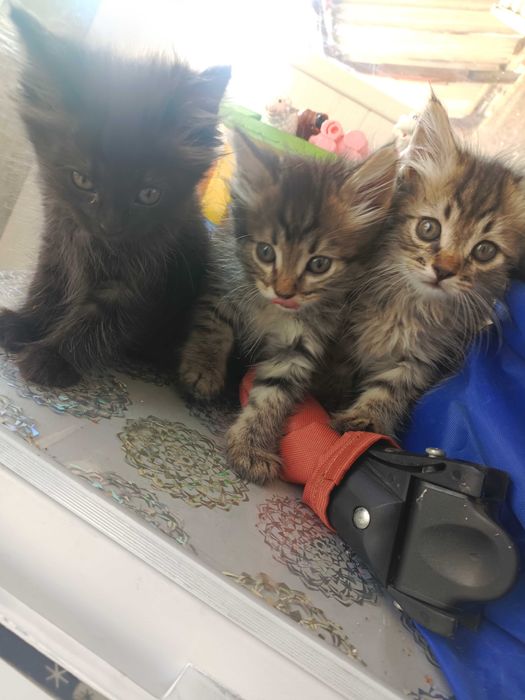 Котята в хорошие руки