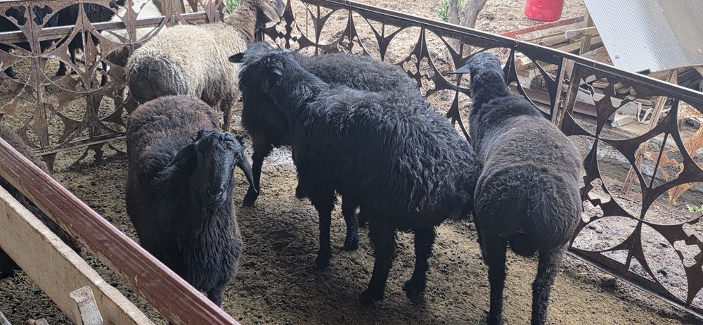 Тиш бузмаган кучкорлар сотилади.