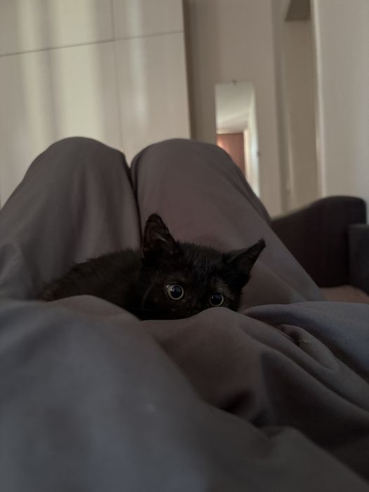 черная кошечка!