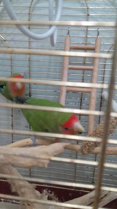 Папугай с клеткой