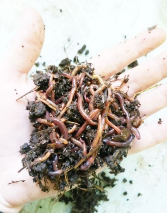 Kaliforniya qizil chuvalchangi va biogumus