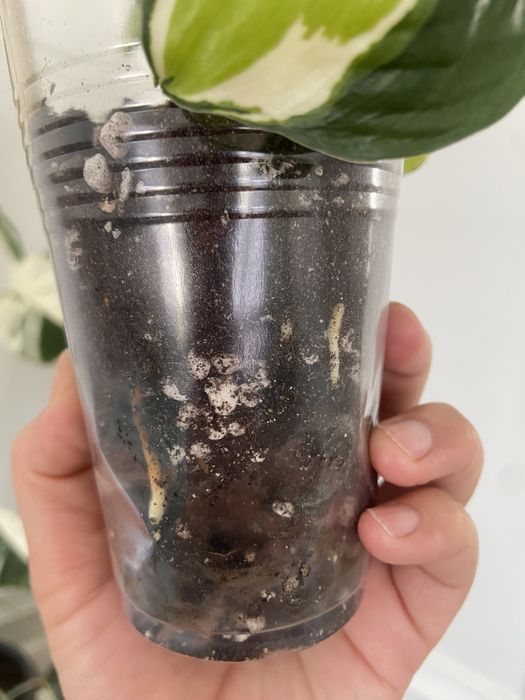 Медиопикта Триколор