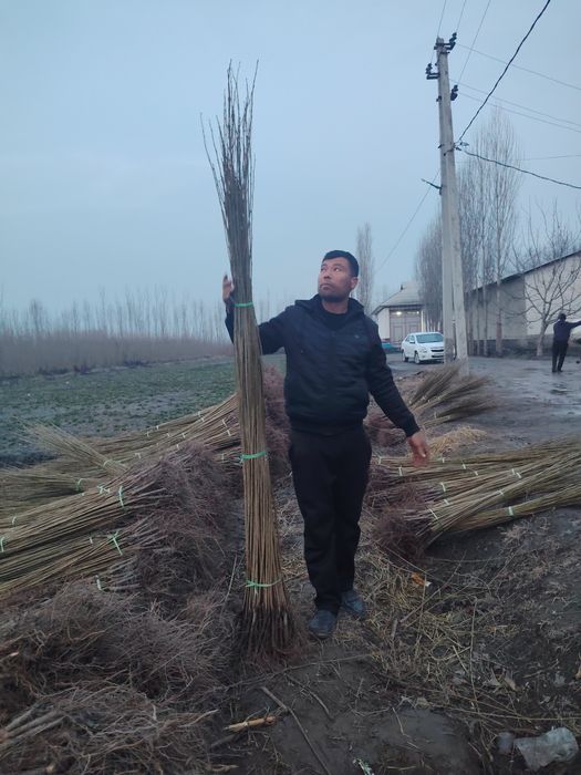 Terak kochatlari
