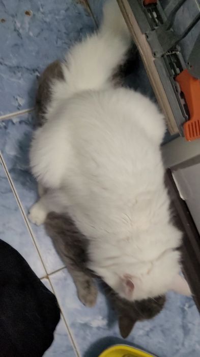 Вязка Кот Турецкого Ангора