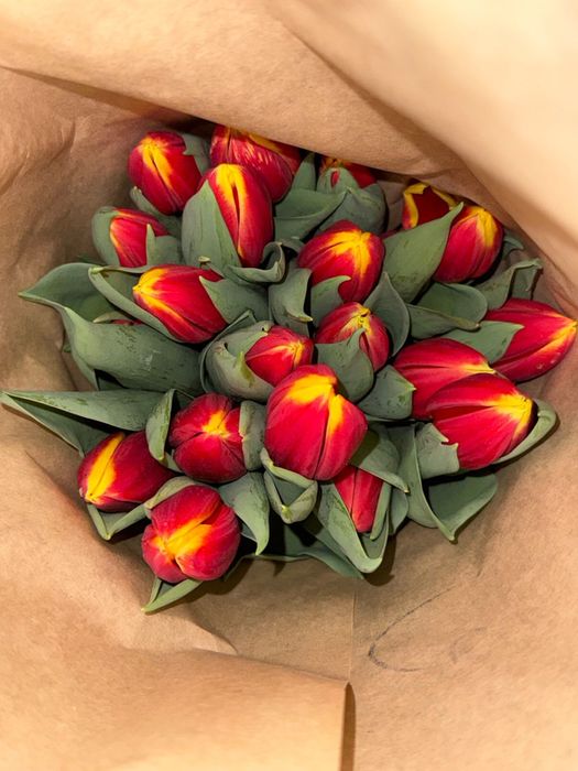 Голландские тюльпаны