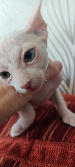 Котята сфинксы, один месяц.