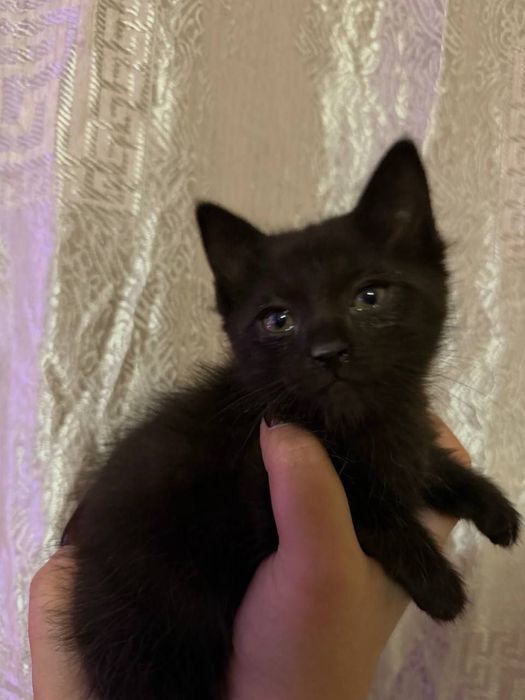 милые котята, в хорошие руки