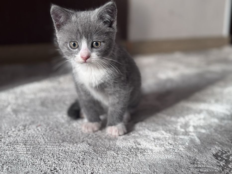 Отдам котят в хорошие руки  мальчик и девочка
