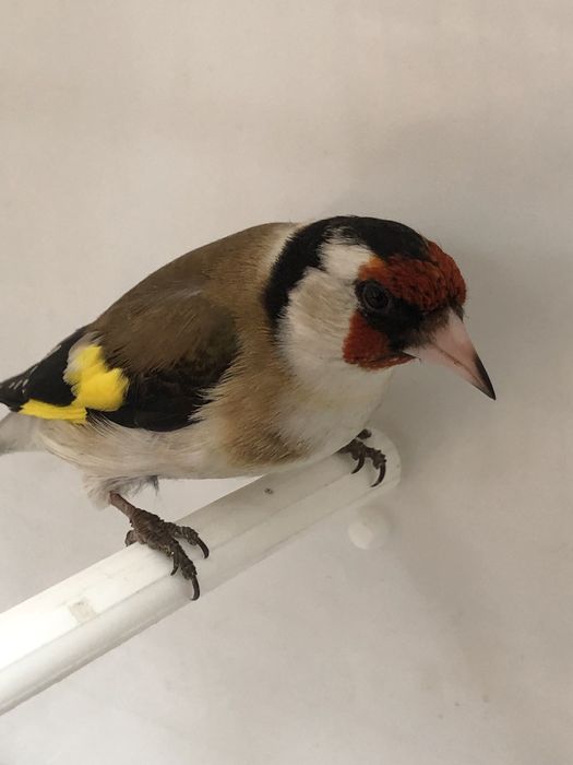 Щегол Зимник самец