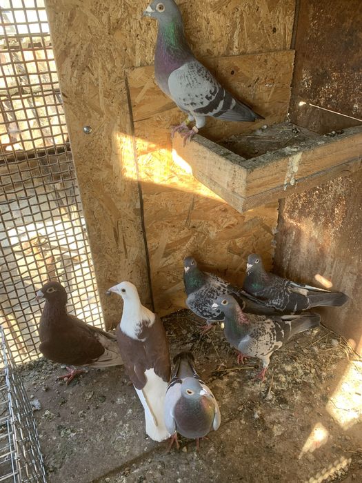 vand. Porumbei voiajori