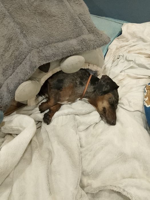 Ищем мальчика мини таксы для вязки