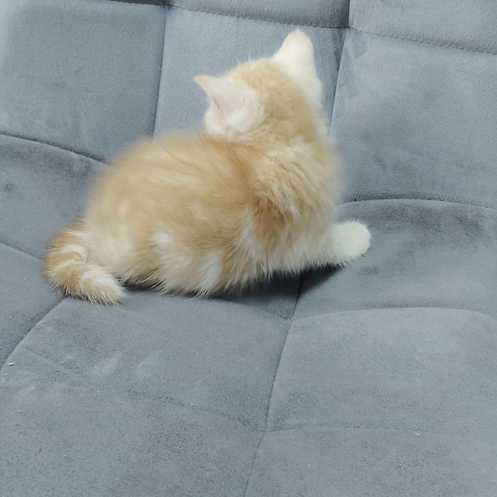 Котик Серебристо Красный мрамор