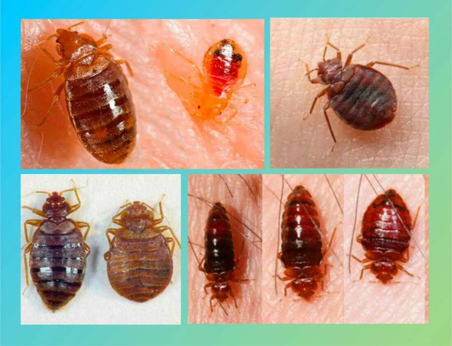 Клопы термиты тараканы