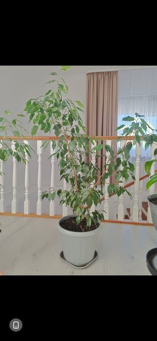 Продаються комнатные комнатные цветы