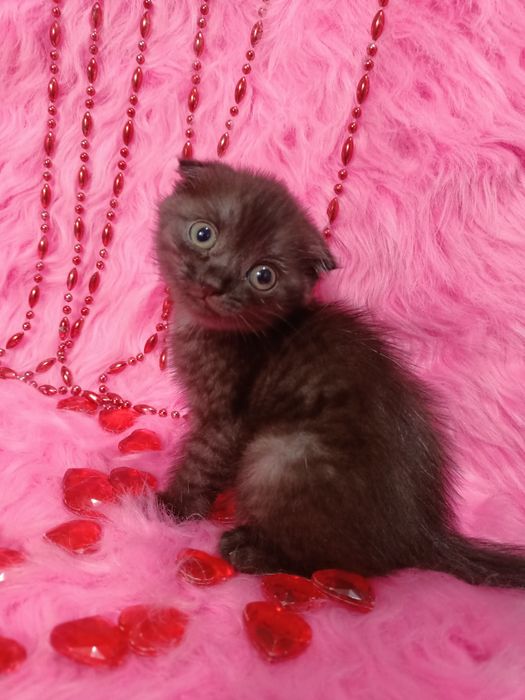 Продам шотландскую вислоухую девочку