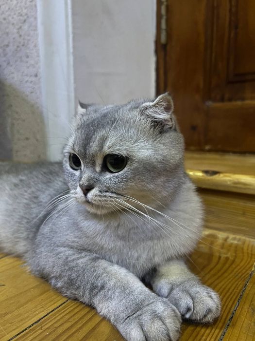 Британский шиншилла