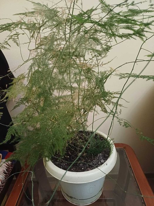 Продается цветок