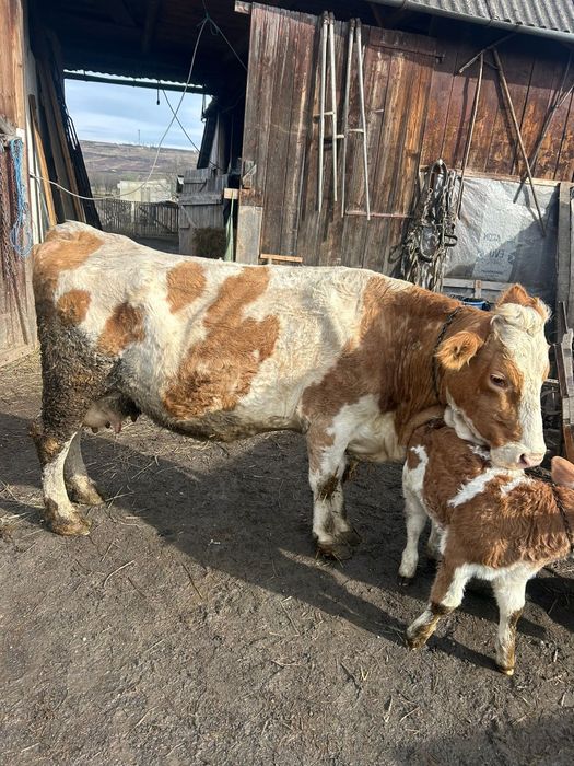 Vand vaca cu vitel