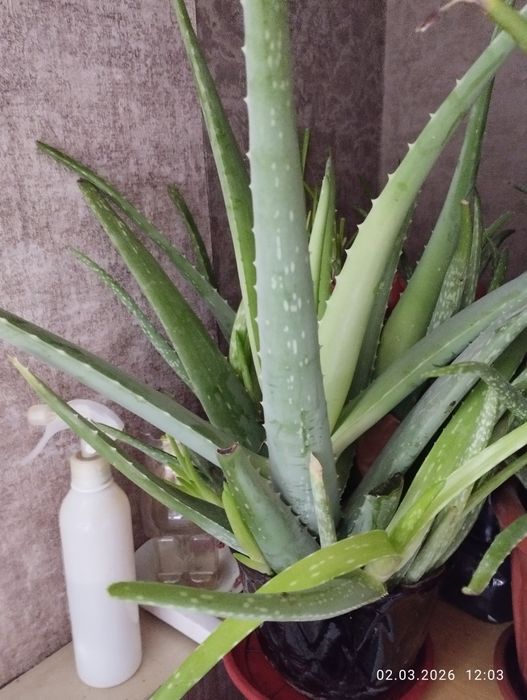 Продается замечательный алоэ